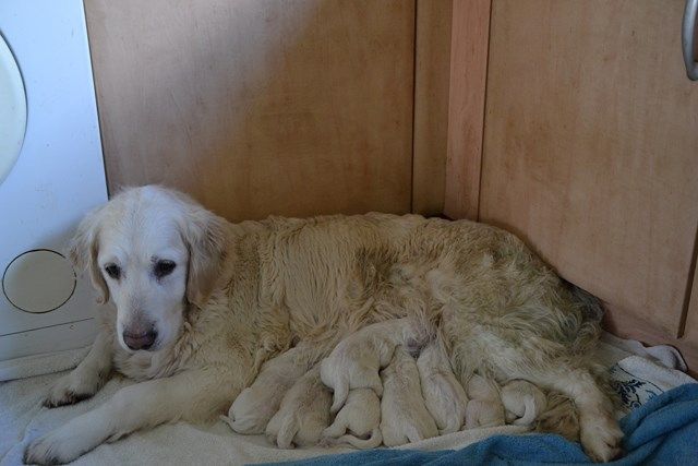 Du Domaine De La Taye - Les chiots de Sheperd & Sally sont nés !