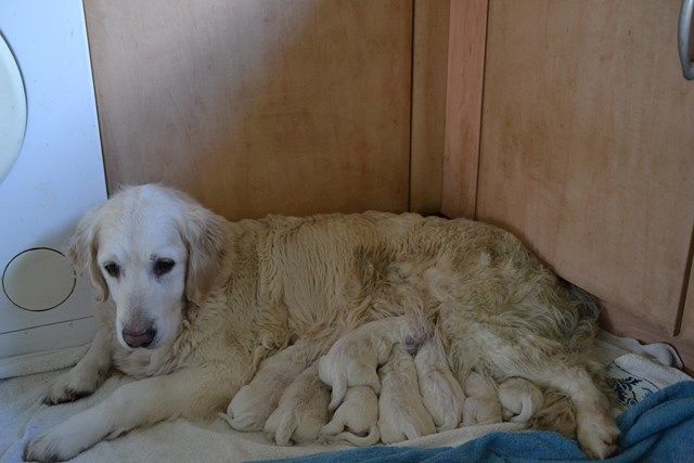 Du Domaine De La Taye - Les chiots de Sheperd & Sally sont nés !
