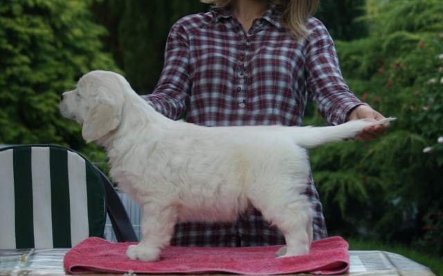 Les chiots d'Emmy et de Clyde
