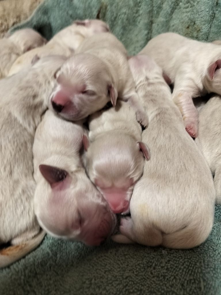 Chiot Golden Retriever Du Domaine De La Taye