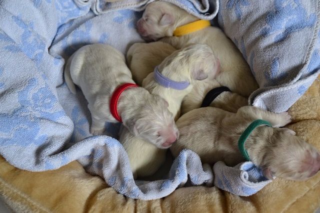 Du Domaine De La Taye - Golden Retriever - Portée née le 16/05/2017