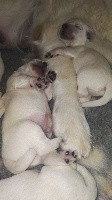 CHIOT